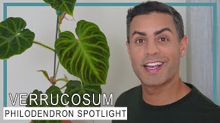 Philodendron Plant Varieties’ Spotlight: Philodendron Ecuador (Verrucosum)! Care Tips, Repot + More!