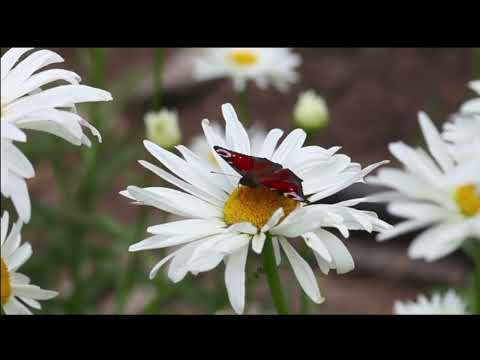 Opwekking 393 Lam van God