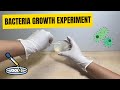 Bacteria Growth Experiment (How to make agar plates)