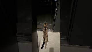 Kicked out the cat