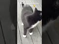 Tuxedo Cat Activities