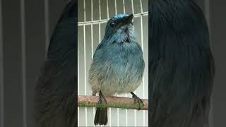 Download lagu Sulingan TLEDEKAN biru gacor. #Shorts mp3