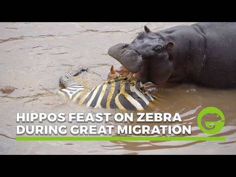 WARNING: GRAPHIC CONTENT - Hippos feast on zebra during The Great Migration
