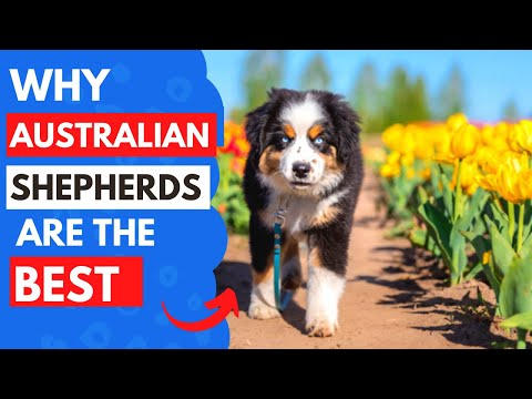 6 Reasons Australian Shepherds are the Perfect Pet
