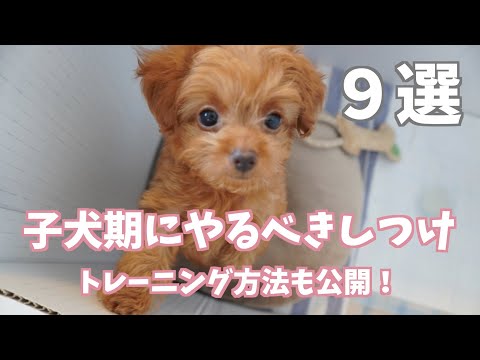 チワワのしつけ - 基本的なテクニックとコマンド