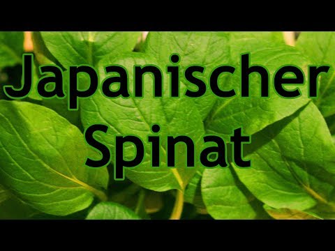 , title : 'Über Komatsuna, dem japanischen Spinat'