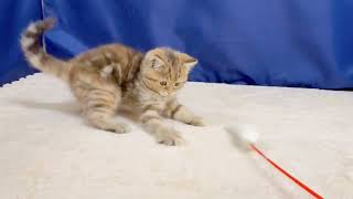 スコティッシュストレートの動画01