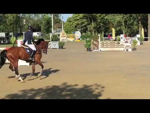 Hello Sam (6 yrs Quasimodo van de Molendreef x Uneso) Springprüfung Kl. M Werne