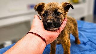 Sad Puppy Barely Survived After Being Rescued