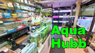 New Aquarium Fish Stock in Aqua Hubb Aquarium Store