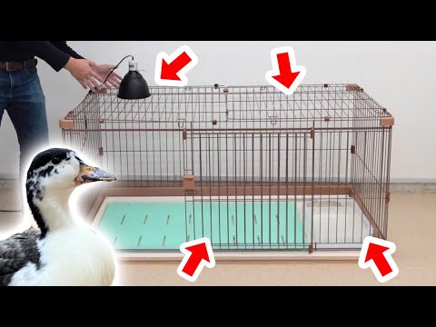 ランナーアヒル:飼育と世話のヒント 自然と動物