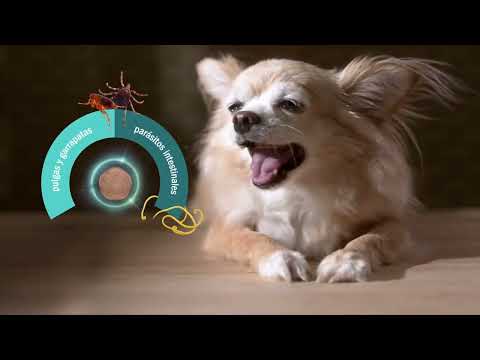 Simparica TRIO brinda a los peludos PROTECCIÓN INTEGRAL