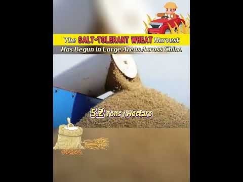 A colheita de trigo tolerante ao sal começou em grandes áreas em toda a China