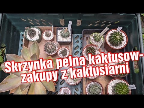 Zakupy z kaktusiarni | Skrzynka pełna kaktusów | Kaktusy, lithops