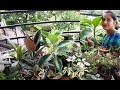 My Balcony Garden Overview Tour Mini Balcony Garden