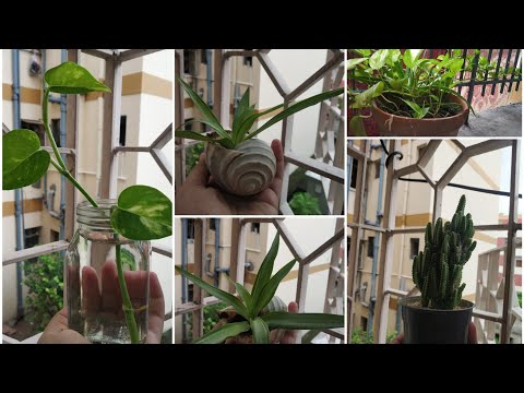 My Happy Place | Plants | Decor | Cactus | Spider Plant | Money Plant