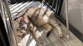 猫好き必見！日向ぼっこにゃにゃ様！2021/2/6