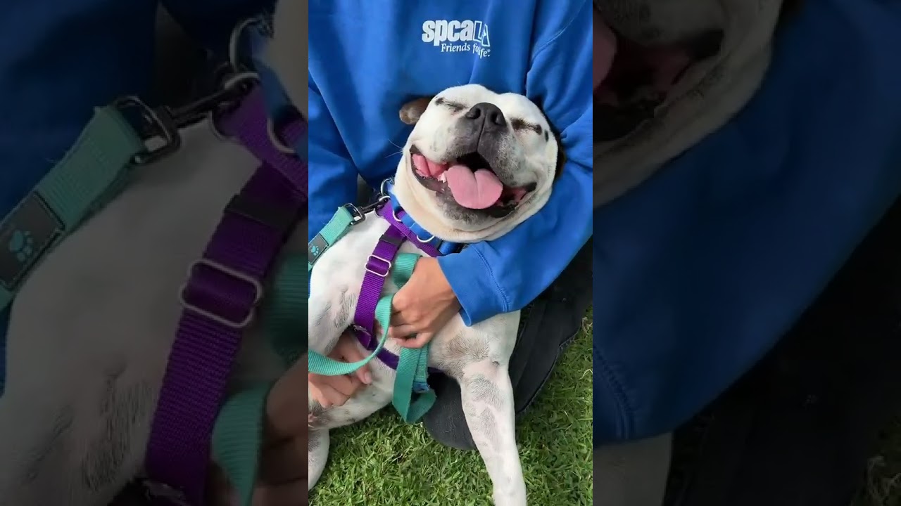Enlarge Bautista, a Adoptable mixed breed in Long Beach, CA video 6/6