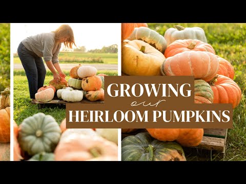 , title : 'Planting Heirloom Pumpkins for Our Fall Farm Stand: How We Grow Pumpkins in Our Pumpkin Patch!'