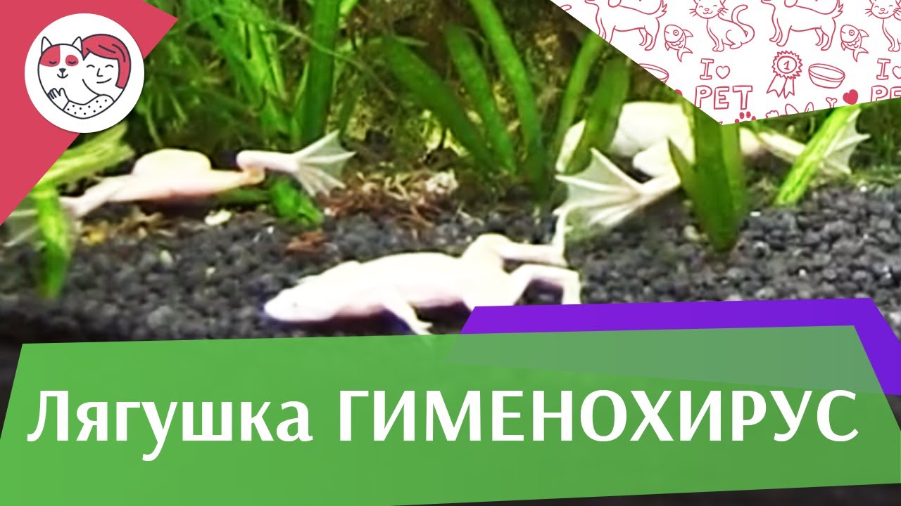 Лягушка гименохирус Кормление на ilikepet
