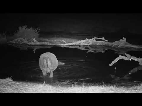 Djuma: Two Hippos arrive - 21:02 - 08/02/19