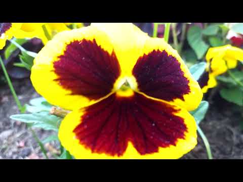 Zot, mos më largo nga tri gjëra Nga namazi im, nga kënaqësia e prindërve dhe nga ata që i dua!