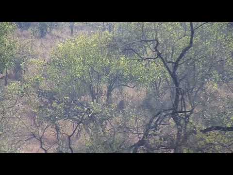 Djuma: Kudus in the distance - 07:54 - 09/17/2022