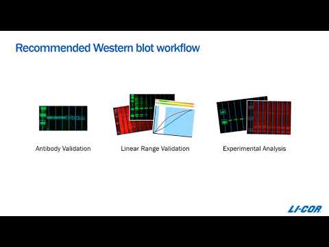 In Pursuit of Reliable Western Blot Results. Introducing Empiria Studio Software.
