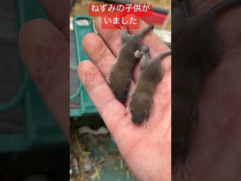 白酢を使ってネズミを駆除する方法は？自然で効果的なヒント  庭園
