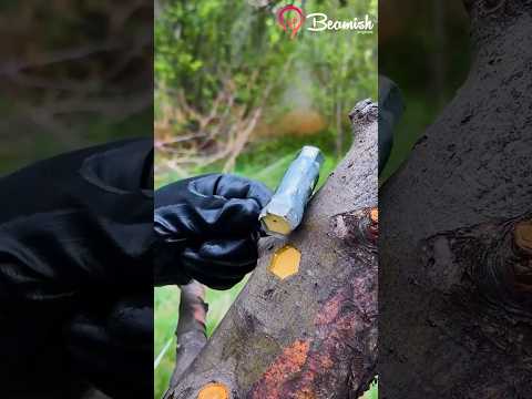 Spring tree grafting method 🌱 #grafting #spring #plants
