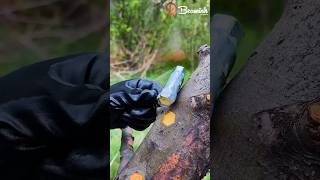 Download lagu Spring tree grafting method 🌱 #grafting #spring #plants mp3 Download lagu Spring tree grafting method 🌱 #grafting #spring #plants mp3