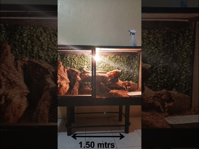 Vídeo relacionado con Zoo Med Cabaña Habba, Tocón de Madera Decorativo para Terrario, Escondite Natural para Reptiles, XL, 17 x 9 x 21.5 cm