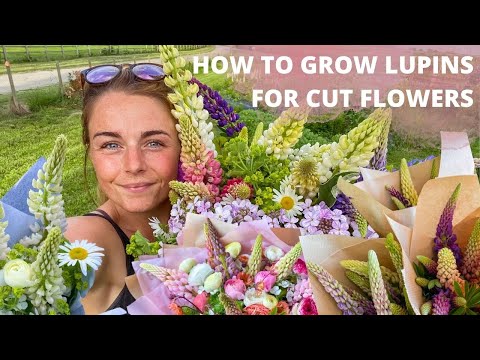 How To Grow LUPINS From Seed For Cut Flowers