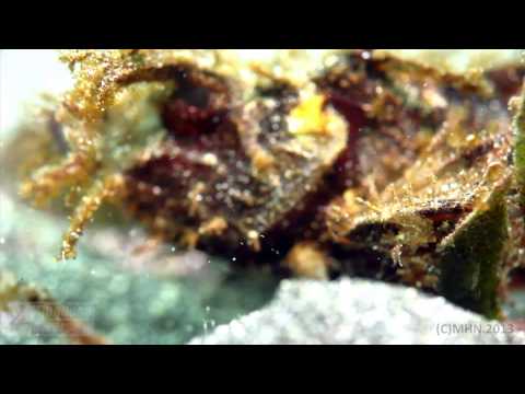 (Lembeh, Malalayang) North Sulawesi  - A Macro Essay [HD1080]