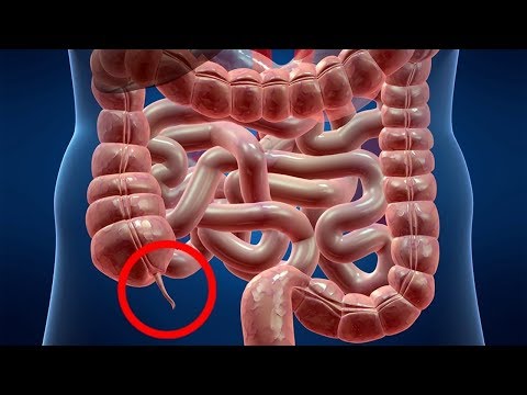 Scientists Discover the Second Function of the Appendix