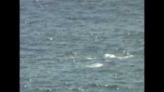 preview picture of video 'Gray Whales - Mother and Calf'