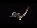 Cute Sugar Glider In Slow Motion The Travel Edit