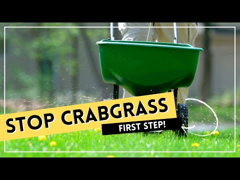 HOW and WHEN To Apply Granular Weed Pre-Emergent To Prevent Crabgrass