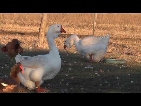 Video 7.Family number 9, RUSLAN white with BOGDANA  white & OLYA  white