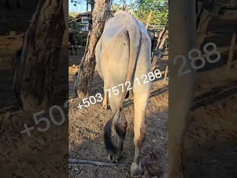 disponibles en Bolívar, La Unión, El Salvador, viernes, 27 de febrero 2026