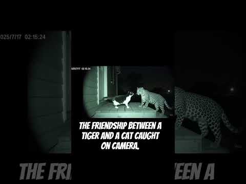 The friendship between a tiger and a cat caught on camera #explore