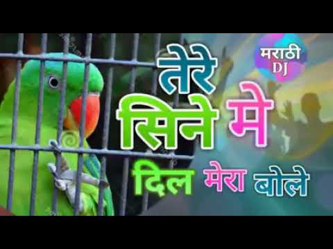 Tere sine me Dil Mera bole pinjre me popat bole dj rimix