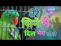 Tere Sine Me Dil Mera Bole Pinjre Me Popat Bole Dj Rimix