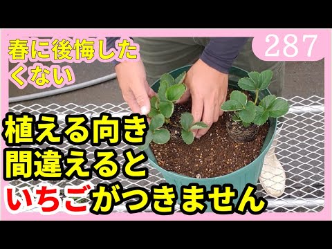 園芸 イチゴの植え方は?