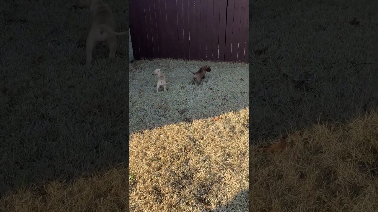 Tank, an adopted mixed breed in Arlington , VA video 3/6