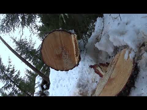 Metsolan Metsäkoulu 248 - Suunnattu kaato kahdella sahauksella.