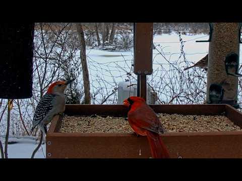 Nonstop Cardinal, Blue Jay, And Woodpecker Action At Cornell Feeders – Feb. 24, 2026