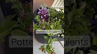 Potted succulents #shorts #succulents #plants