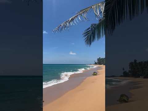 Reached one of the cleanest beaches in Srilanka #beach #srilanka #clean #bentota #vacation #yt