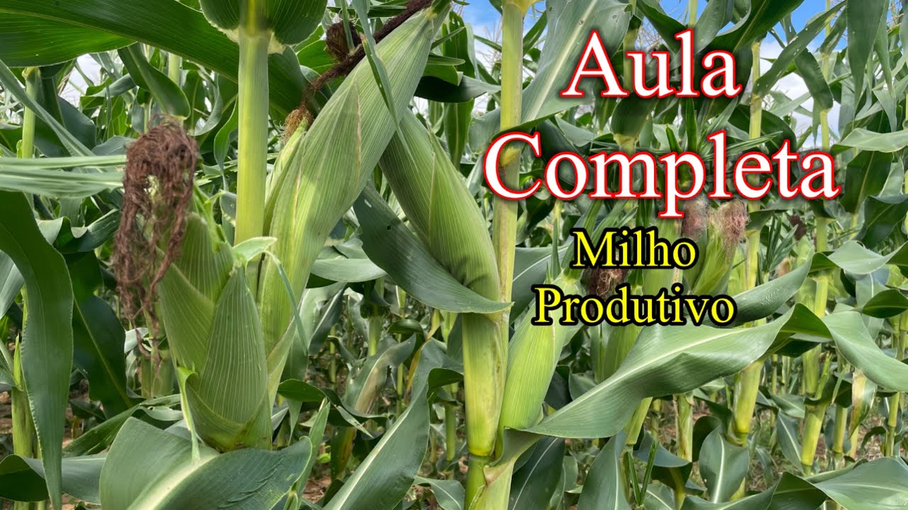 Aulão de como plantar milho para produzir muito